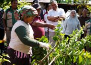 Gambir Pakpak Bharat Diharapkan Tembus Pasar Internasional