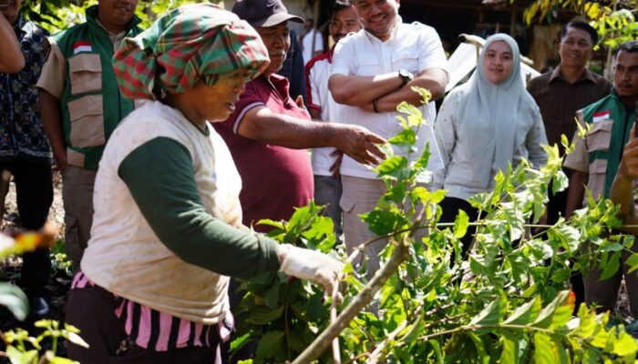 Gambir Pakpak Bharat Diharapkan Tembus Pasar Internasional
