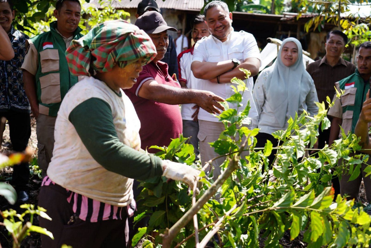 Gambir Pakpak Bharat Diharapkan Tembus Pasar Internasional