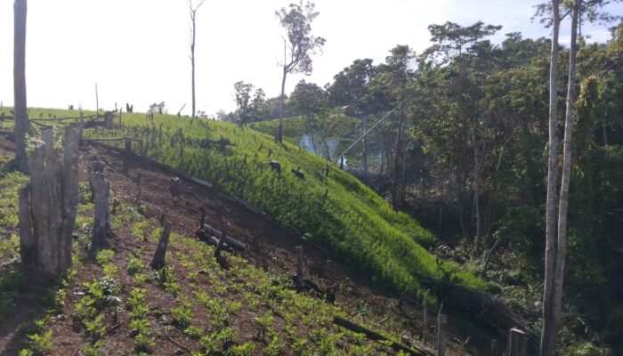 Disangka Monyet, Ternyata Suku Mate Yang Numpang Makan