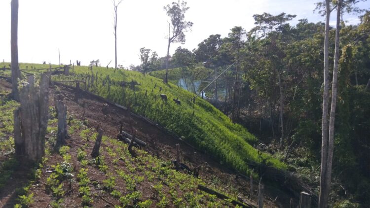 Kisah Petani Tangse: Disangka Monyet, Ternyata Suku Mate Yang Numpang Makan