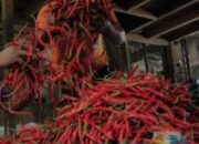 Harga Ikan Di Sigli Melonjak, Cabai Anjlok Tajam