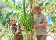 Bupati Tapsel Panen Pisang, Hasil Inovasi Kemandirian Pangan Petani Lokal