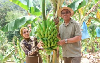 Bupati Tapsel Panen Pisang, Hasil Inovasi Kemandirian Pangan Petani Lokal