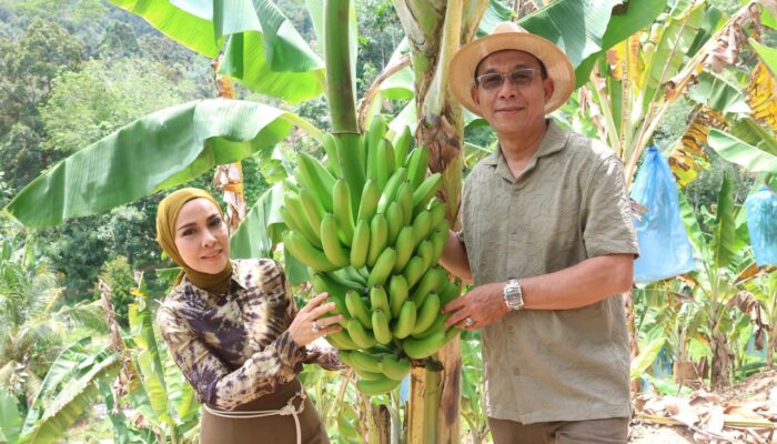 Bupati Tapsel Panen Pisang, Hasil Inovasi Kemandirian Pangan Petani Lokal