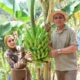 Bupati Tapsel Panen Pisang, Hasil Inovasi Kemandirian Pangan Petani Lokal