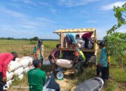 Dukung Ketahanan Pangan Nasional, Bulog Langsa Serap Padi Petani Di Tiga Kabupaten