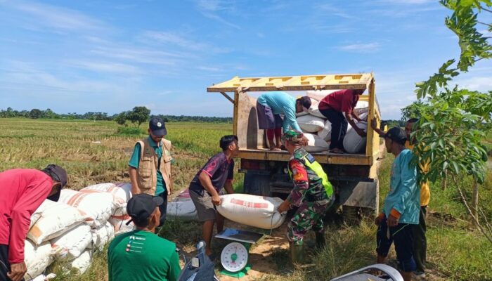 Dukung Ketahanan Pangan Nasional, Bulog Langsa Serap Padi Petani Di Tiga Kabupaten