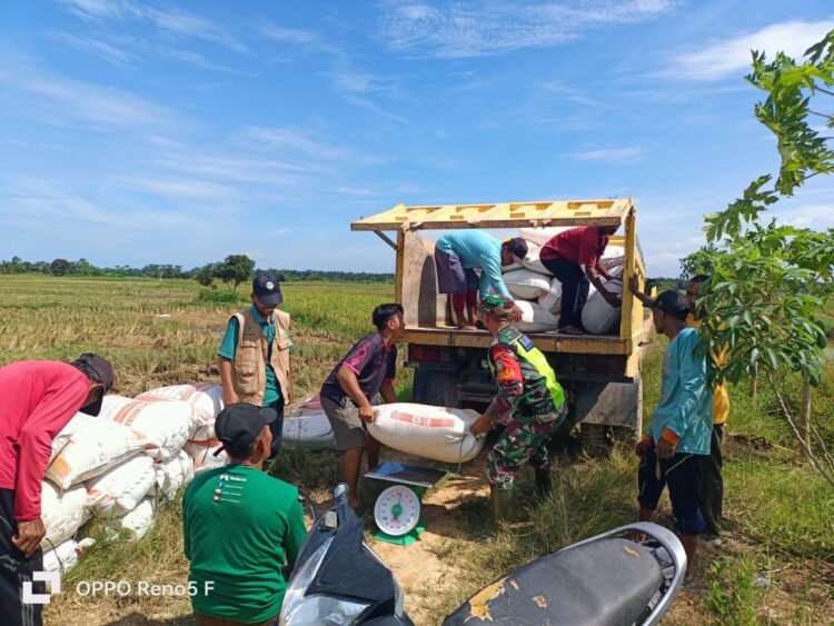 Dukung Ketahanan Pangan Nasional, Bulog Langsa Serap Padi Petani Di Tiga Kabupaten