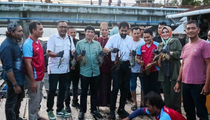 Mualem Panen Lobster Di Keramba Nelayan Ulee Lheue