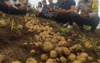 Panen Perdana Kentang Program Ketapang, Picu Semangat Dan Persaudaraan Masyarakat Desa Sempajaya