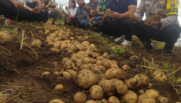 Panen Perdana Kentang Program Ketapang, Picu Semangat Dan Persaudaraan Masyarakat Desa Sempajaya