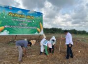 Dukung Program Ketahanan Pangan, Sat Reskrim Polres Sergai Tanam Jagung