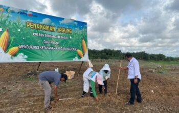 Dukung Program Ketahanan Pangan, Sat Reskrim Polres Sergai Tanam Jagung