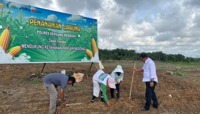 Dukung Program Ketahanan Pangan, Sat Reskrim Polres Sergai Tanam Jagung