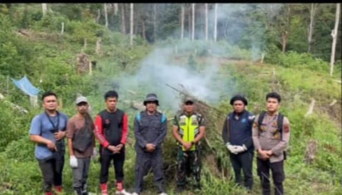 Tim Gabungan Musnahkan Ladang Ganja Seluas 3 Ha Di Mandailing Natal