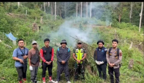 Tim Gabungan Musnahkan Ladang Ganja Seluas 3 Ha Di Mandailing Natal