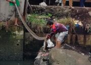 Warga Brandan Heboh Penemuan Ular Piton 