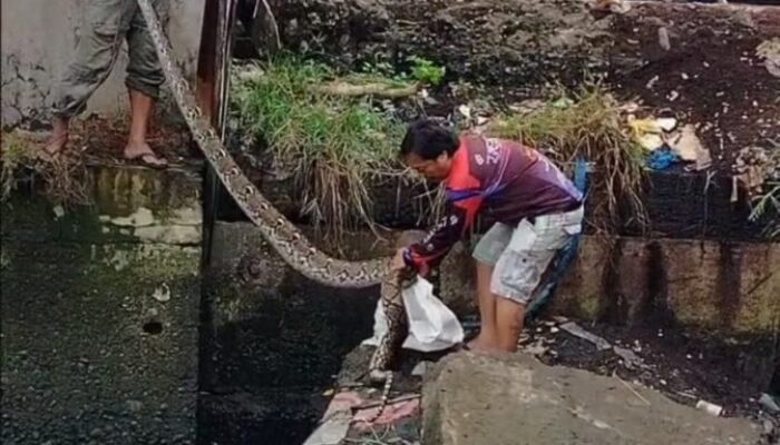 Warga Brandan Heboh Penemuan Ular Piton 