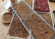 Transformasi Teknologi Dan Inovasi: Hilirisasi Bumbu Kering Aceh Dorong Ekonomi Lele Di Blang Nibong