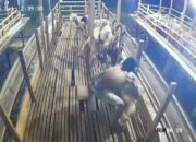 Resah Tak Berujung! Warga Binjai Barat Diteror Maling Ternak Bersenjata Tajam