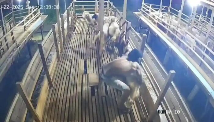 Resah Tak Berujung! Warga Binjai Barat Diteror Maling Ternak Bersenjata Tajam