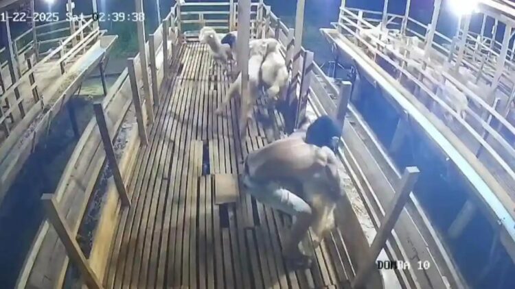 Resah Tak Berujung! Warga Binjai Barat Diteror Maling Ternak Bersenjata Tajam