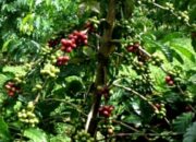 Robusta Yang Bertahan Di Lereng Tangse