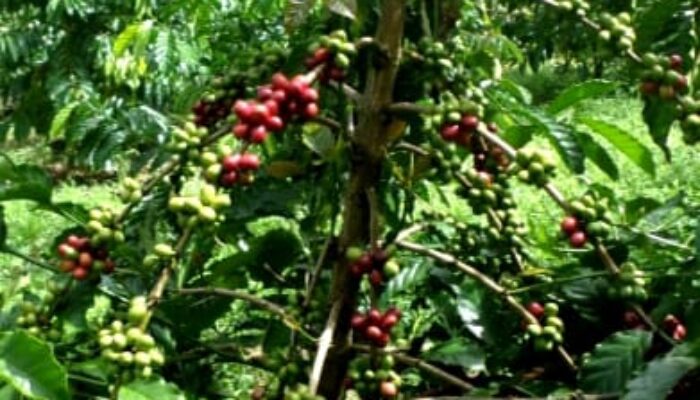 Robusta Yang Bertahan Di Lereng Tangse