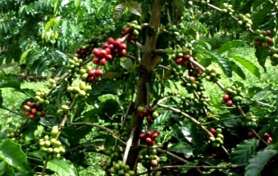 Robusta Yang Bertahan Di Lereng Tangse