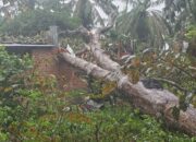 Rumah Warga Dan Mushala Kampung Air Tenang Rusak Tertimpa Pohon