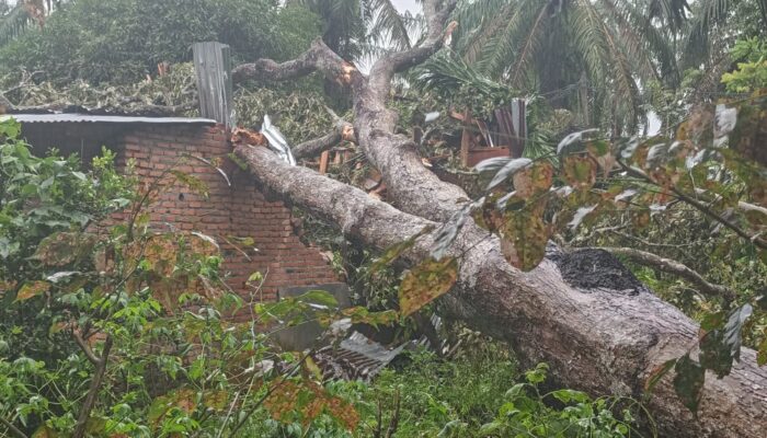 Rumah Warga Dan Mushala Kampung Air Tenang Rusak Tertimpa Pohon