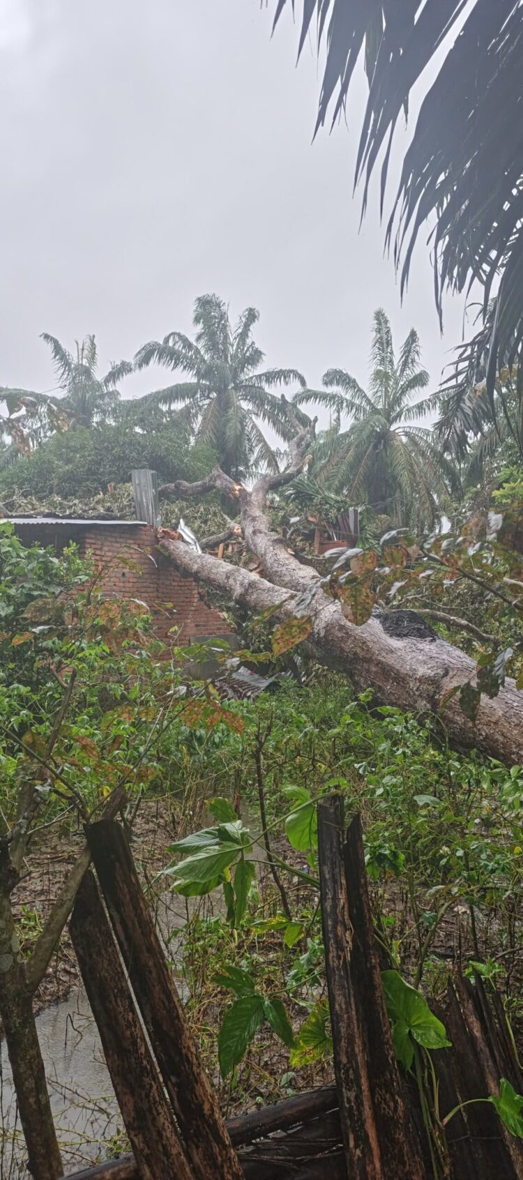 Rumah Warga Dan Mushala Kampung Air Tenang Rusak Tertimpa Pohon