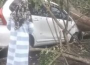 Pohon Tumbang Timpa Avanza Di Jalinsum Batubara