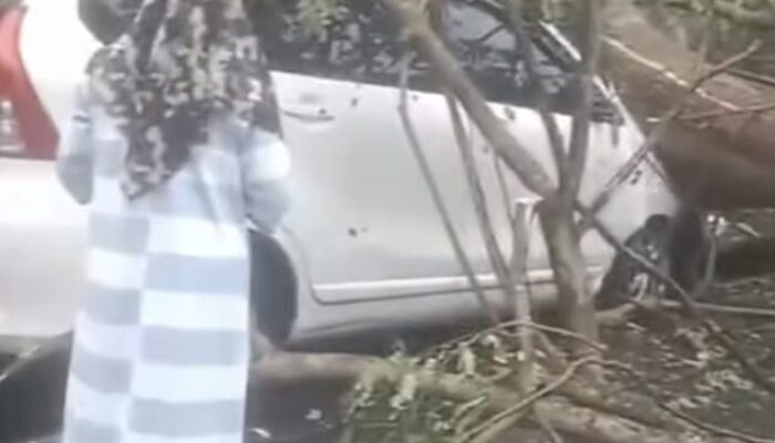 Pohon Tumbang Timpa Avanza Di Jalinsum Batubara