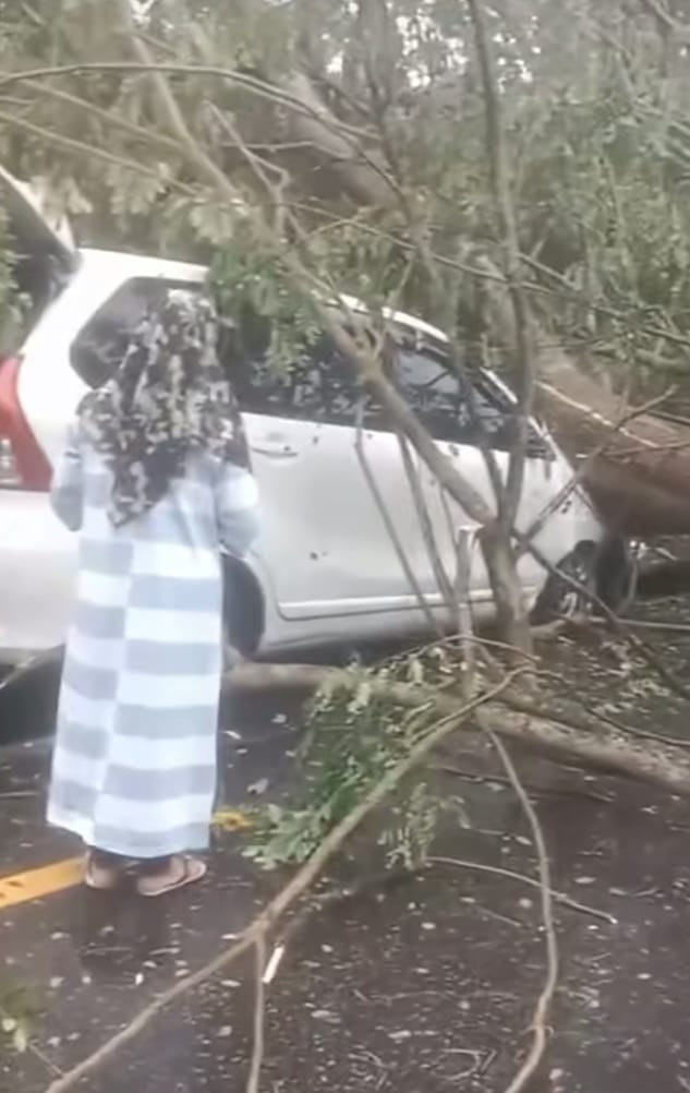 Pohon Tumbang Timpa Avanza Di Jalinsum Batubara
