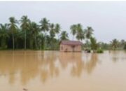 1.258 Ha Padi Dan 35,7 Tanaman Holtikultura Di Madina Terendam Banjir