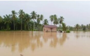 1.258 Ha Padi Dan 35,7 Tanaman Holtikultura Di Madina Terendam Banjir