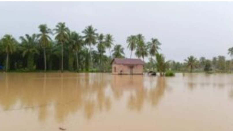 1.258 Ha Padi Dan 35,7 Tanaman Holtikultura Di Madina Terendam Banjir