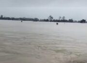 Benteng Sungai Batu Gingging Jebol, Ratusan Hektare Sawah Di Tanjungmorawa Terendam Banjir‎