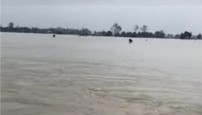 Benteng Sungai Batu Gingging Jebol, Ratusan Hektare Sawah Di Tanjungmorawa Terendam Banjir‎