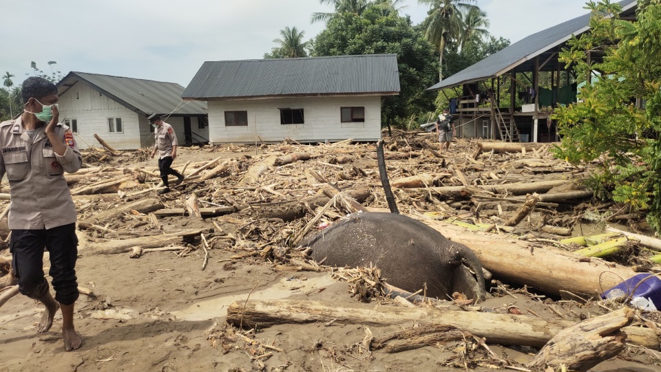 Gajah Sumatera Ditemukan Mati Terbawa Banjir Di Pidie Jaya