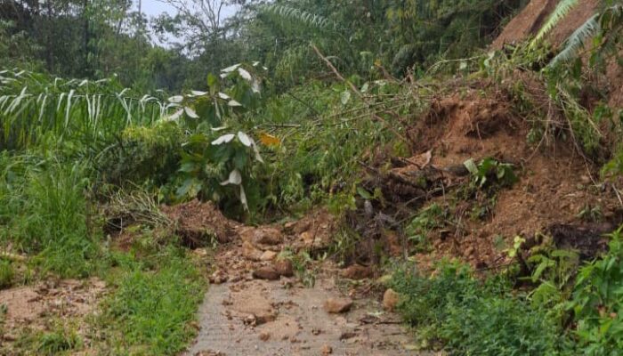 13 Titik Longsor, Desa Batahan Kecamatan Kotanopan Masih Terisolasi 