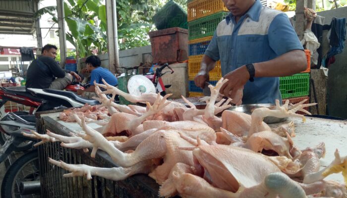 Harga Daging Ayam Naik, Dipicu Harga Pakan Dan Pasokan DOC