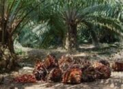 Industri Kelapa Sawit Didukung ESG Advisory Playbook Dari BNI