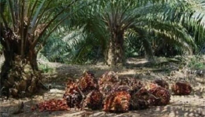 Industri Kelapa Sawit Didukung ESG Advisory Playbook Dari BNI