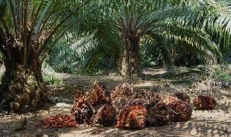 Industri Kelapa Sawit Didukung ESG Advisory Playbook Dari BNI