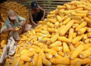 Harga Jagung Mahal, Ancaman Kenaikan Harga Pakan Hingga Daging