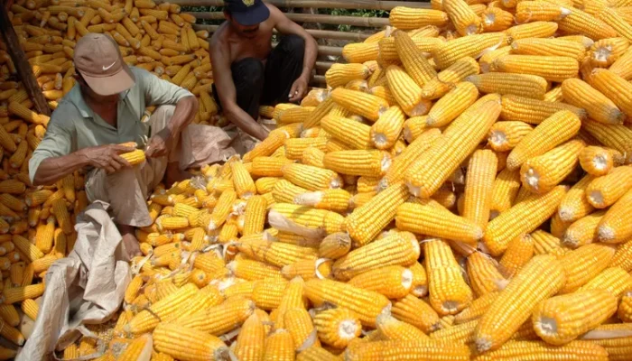 Harga Jagung Mahal, Ancaman Kenaikan Harga Pakan Hingga Daging