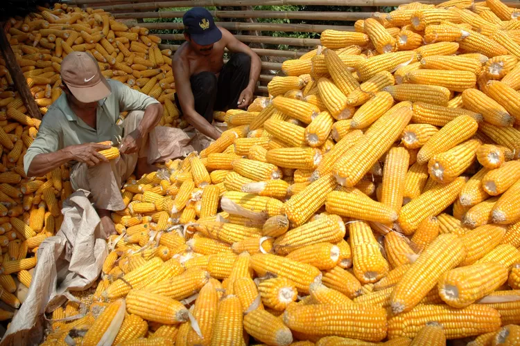 Harga Jagung Mahal, Ancaman Kenaikan Harga Pakan Hingga Daging